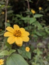 the beauty of the Zexmenia flower. a small, clumping shrub daisy, with dusty grey-green foliage and small, orange or yellow