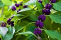 Beautyberry bush closeup