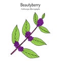 Beautyberry Callicarpa macrophylla , medicinal plant