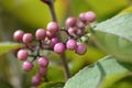 Beautyberry Profusion Royalty Free Stock Photo