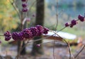 Beautyberry purple berry