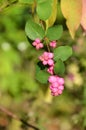 Beautyberry shrub bright pink berries at Botanical Gardens