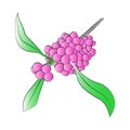 Beautyberry