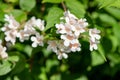 Beautybush (linnaea amabilis) flowers