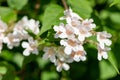 Beautybush (linnaea amabilis) flowers