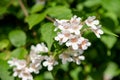 Beautybush (linnaea amabilis) flowers