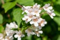 Beautybush (linnaea amabilis) flowers