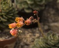Crassulaceae - Echeveria Royalty Free Stock Photo