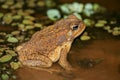 Brown toad at night Royalty Free Stock Photo
