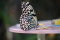 Beautyful butterfly