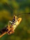 Beautyful butterfly on blurred background.insect,animal,fauna