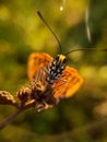 Beautyful butterfly on blurred background.insect,animal,fauna