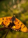 Beautyful butterfly isolated on blurred background.insect,animal,fauna