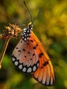 Beautyful butterfly isolated on blurred background.insect,animal,fauna