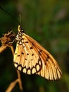 Beautyful butterfly isolated on blurred background.insect,animal,fauna