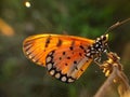 Beautyful butterfly isolated on blurred background.insect,animal,fauna