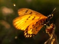 Beautyful butterfly isolated on blurred background.insect,animal,fauna