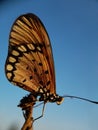 Beautyful butterfly isolated on blurred background.insect,animal,fauna