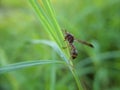 Beautyful washp isolated on blurred background.insect,animal,fauna