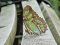 Beautyful butterfly on a park bench as a close up