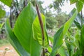 Beautyful Canna leave background asia flower image Royalty Free Stock Photo