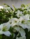 Beautiful close-up paper flowers in white color and green leaves
