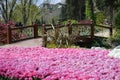 Beautyful colorful pink tulips and wooden bridge in background