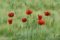 Red Corn Poppies