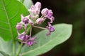 A beautyful crown flower grows up very smartly Royalty Free Stock Photo