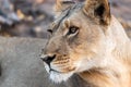 beautyful female lion in chobe national park in botswana at the chobe river