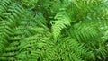 Beautyful ferns leaves background.