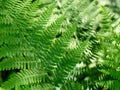 Beautyful ferns leaves green foliage