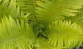 Beautyful ferns leaves green foliage natural floral fern background in sunlight Royalty Free Stock Photo