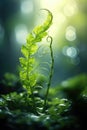 Beautyful ferns leaves green foliage natural floral fern background in sunlight