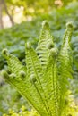 Beautyful ferns leaves green foliage natural floral fern background in sunlight. Royalty Free Stock Photo