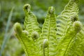 Beautyful ferns leaves green foliage natural floral fern background in sunlight.