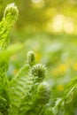 Beautyful ferns leaves green foliage natural floral fern background in sunlight.