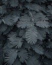 Beautyful ferns leaves green foliage natural floral fern background in sunlight selective focus. Royalty Free Stock Photo