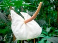 Beautyful flower: Anthurium andreanum is a spectacular perennial epiphytic plan