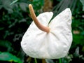 Beautyful flower: Anthurium andreanum is a spectacular perennial epiphytic plan