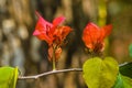 Beautyful Flower Boganwila