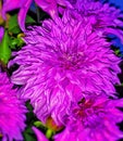 Beautyful purple dahlia flower images