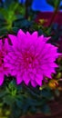 Beautyful purple dahlia flower images