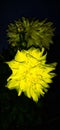 Beautyful yellow dahlia flower images