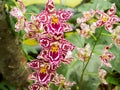 Beautyful flower: Orchids or Miltonopsis, Royalty Free Stock Photo