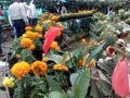 A beautyful flower place in gangtok sikim. in india near chaoina broder Royalty Free Stock Photo