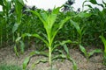 A beautyful fresh and biggest Maize or green Corn plant Royalty Free Stock Photo