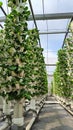 Beautyful garden aquaponic in malaysia