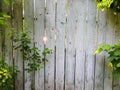 Beautyful garden plants leaves green foliage natural floral plant and grey brown wood fence in sunlight Royalty Free Stock Photo