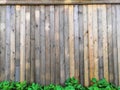 Beautyful garden plants leaves green foliage natural floral plant and grey brown wood fence in sunlight Royalty Free Stock Photo